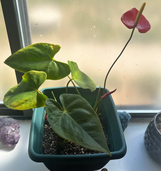 Flamingo Lily and The Bag of Popcorn