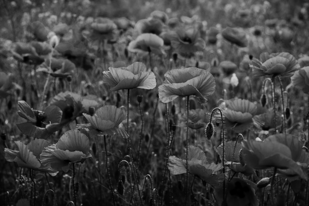 Poppies